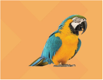 parrot-orange